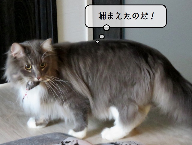 f:id:suzumesuzume:20200413203333j:plain