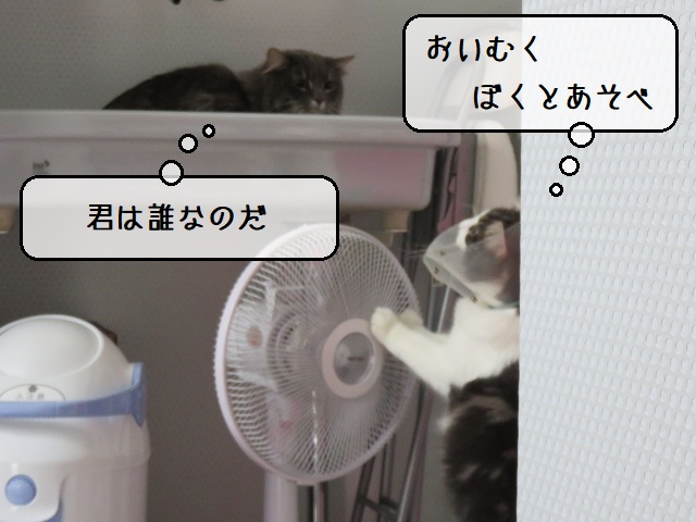 f:id:suzumesuzume:20200610142845j:plain f:id:suzumesuzume:20200610142845j:plain