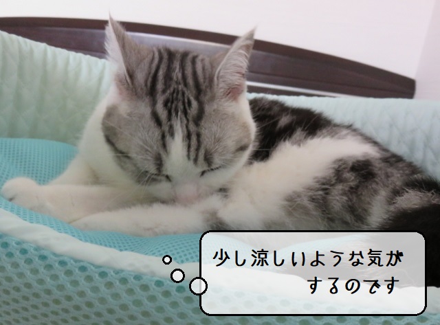 f:id:suzumesuzume:20200706160459j:plain