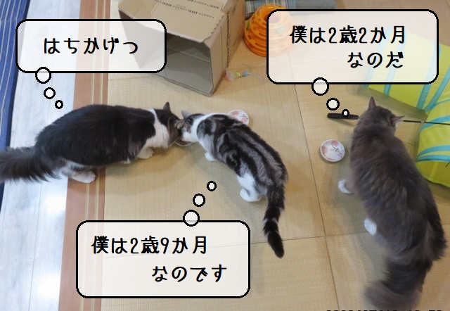 f:id:suzumesuzume:20200728155359j:plain