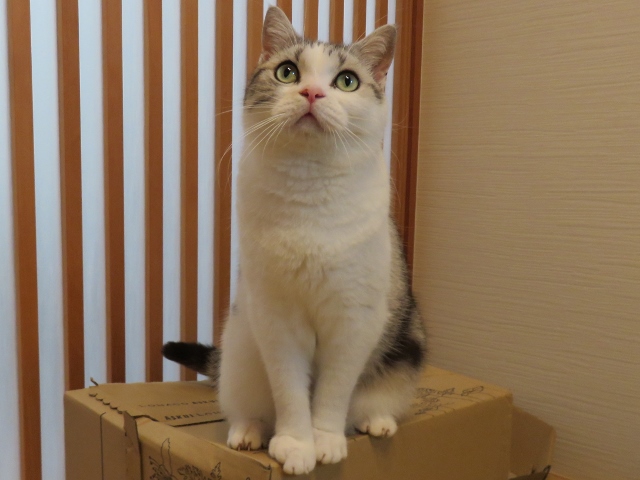 f:id:suzumesuzume:20200728155433j:plain