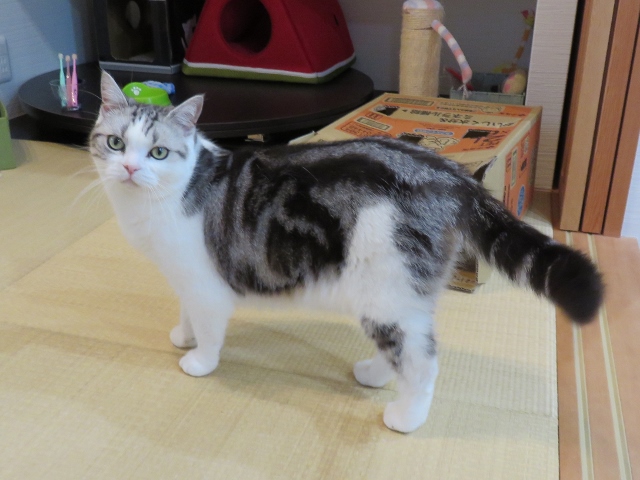 f:id:suzumesuzume:20200728155511j:plain