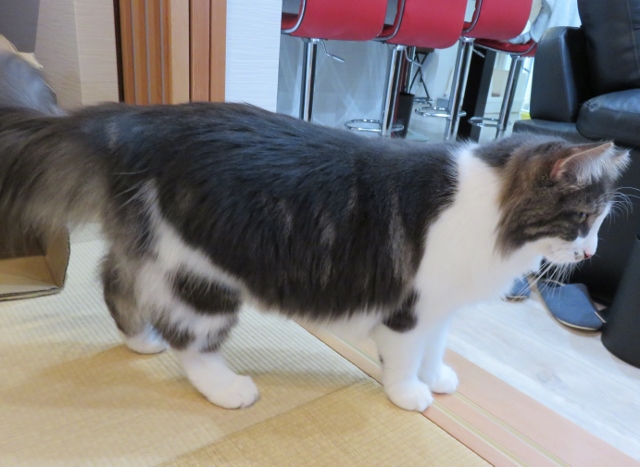 f:id:suzumesuzume:20200728155530j:plain