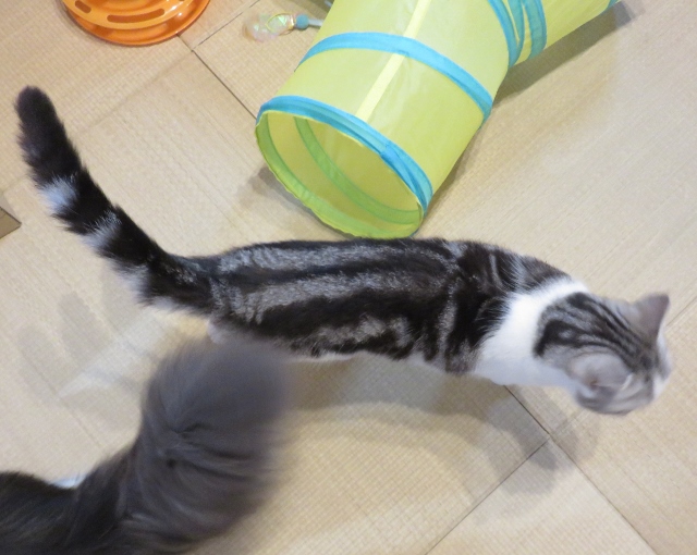 f:id:suzumesuzume:20200728155545j:plain