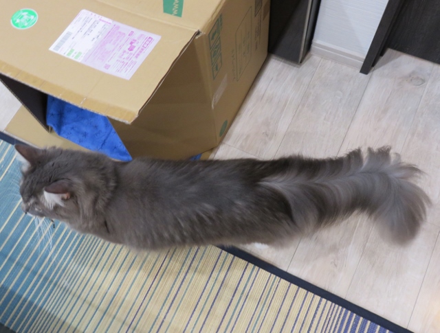 f:id:suzumesuzume:20200728155557j:plain