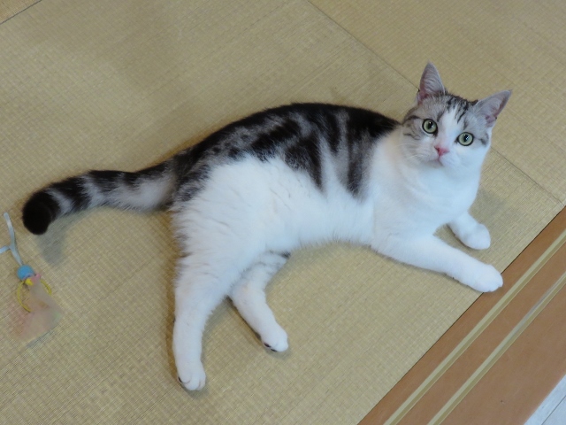 f:id:suzumesuzume:20200728155625j:plain