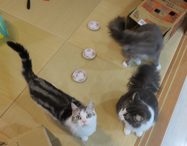 f:id:suzumesuzume:20200728155716j:plain