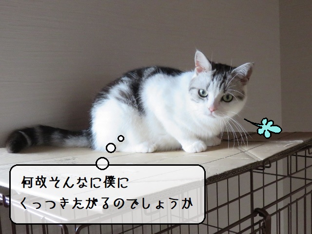 フェリウェイは猫の行動を変えるのに効果的ですか?