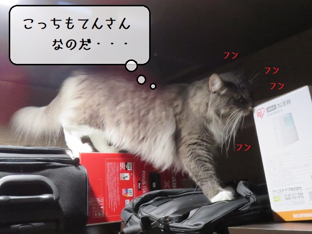 f:id:suzumesuzume:20201013164802j:plain f:id:suzumesuzume:20201013164802j:plain