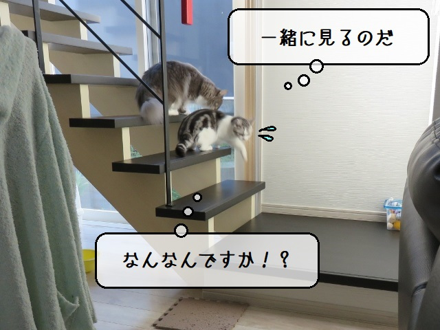 f:id:suzumesuzume:20201020155037j:plain