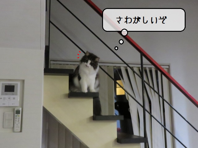 f:id:suzumesuzume:20201110155949j:plain