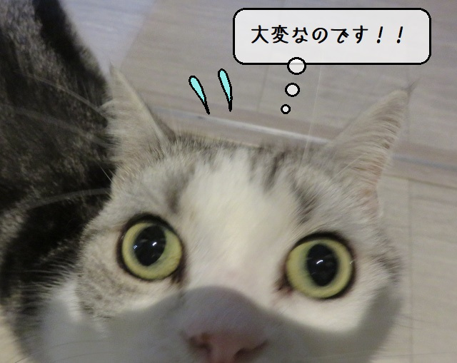 f:id:suzumesuzume:20201110155955j:plain