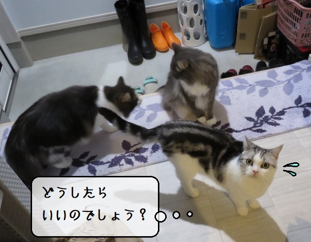 f:id:suzumesuzume:20201110160032j:plain