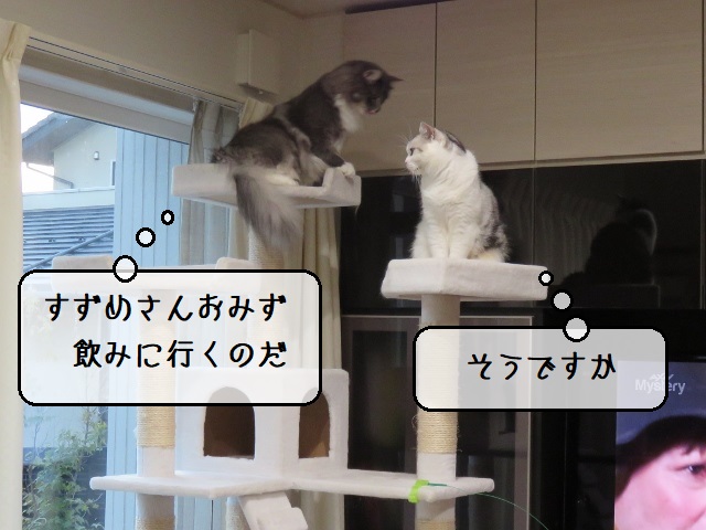 f:id:suzumesuzume:20201116152950j:plain f:id:suzumesuzume:20201116152950j:plain