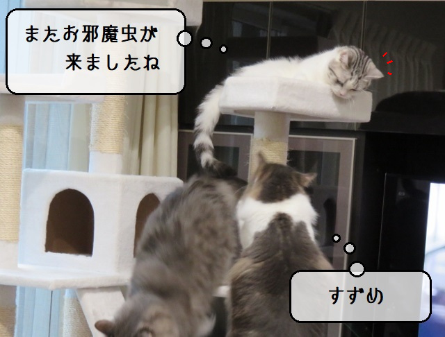 f:id:suzumesuzume:20201116153010j:plain f:id:suzumesuzume:20201116153010j:plain