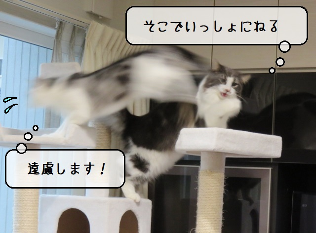 f:id:suzumesuzume:20201116153022j:plain f:id:suzumesuzume:20201116153022j:plain