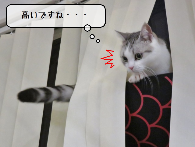f:id:suzumesuzume:20201215162010j:plain