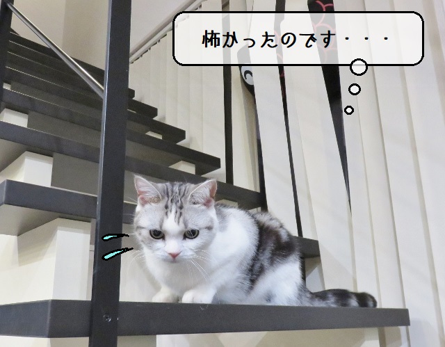 f:id:suzumesuzume:20201215162016j:plain