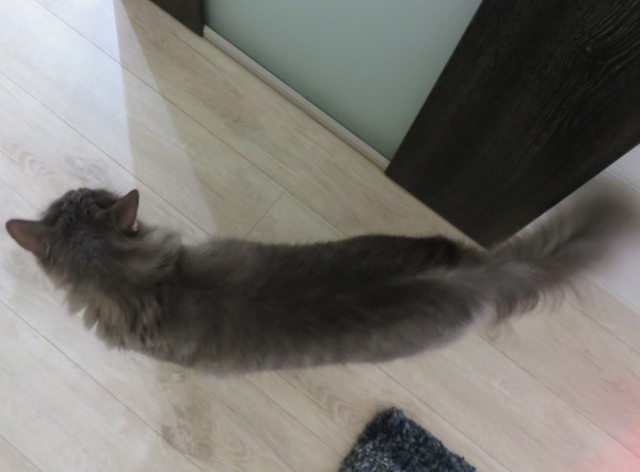 f:id:suzumesuzume:20201222153210j:plain