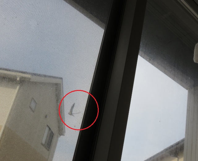 f:id:suzumesuzume:20210601150034j:plain