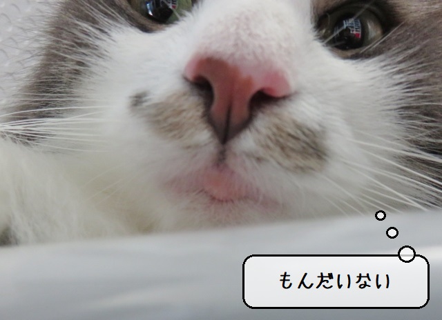 猫唇赤い, 猫 唇 腫れ 画像 : 猫ニキビの3段階の症状とそれぞれの対処法 – QBXPGO