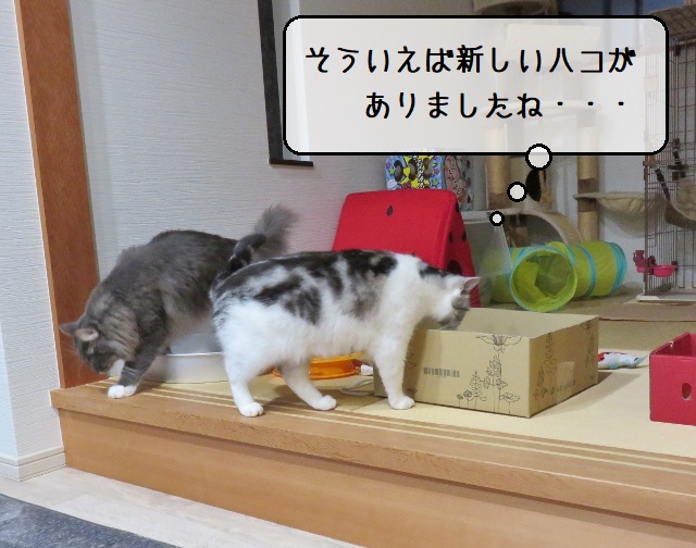 f:id:suzumesuzume:20211109155452j:plain