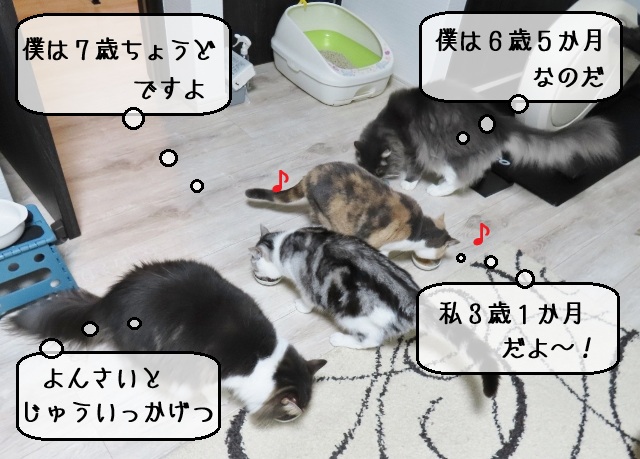 眠猫@プロフィール閲覧推奨 眠猫 迷🐈🥀 (@NemunekoMei) / X