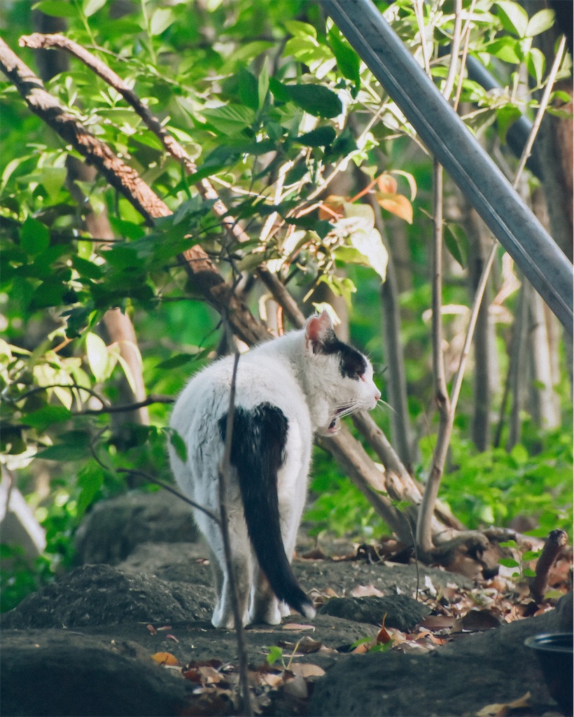 あくび　猫