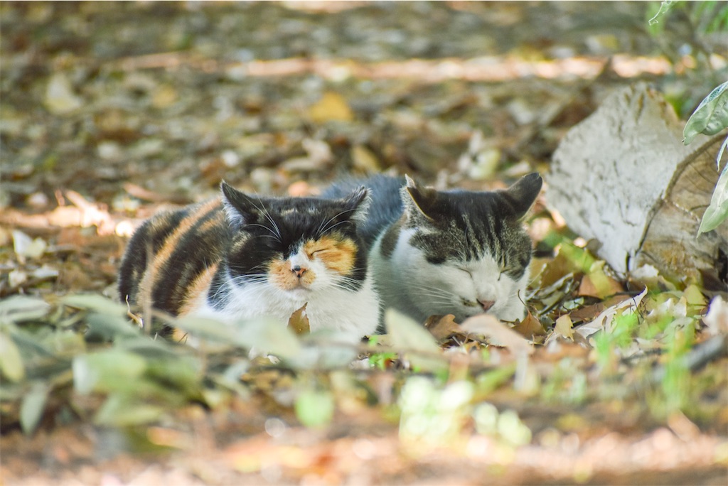 二匹の猫