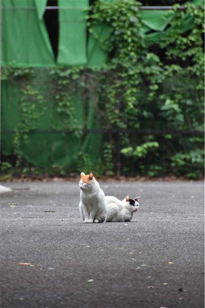 野良猫