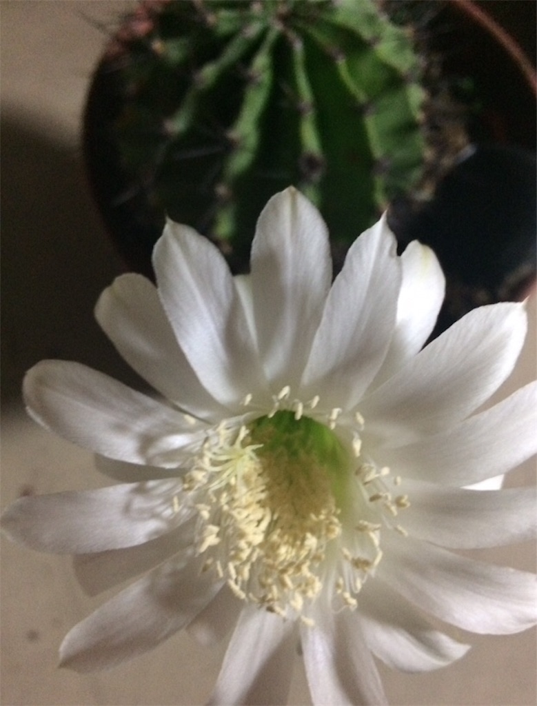 f:id:suzuran511:20180624194220j:image f:id:suzuran511:20180624194220j:image