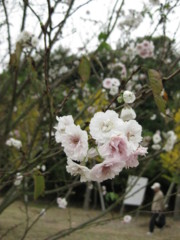 f:id:suzusiro130:20101113235725j:image f:id:suzusiro130:20101113235725j:image
