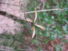 f:id:suzusiro130:20101218004033j:image