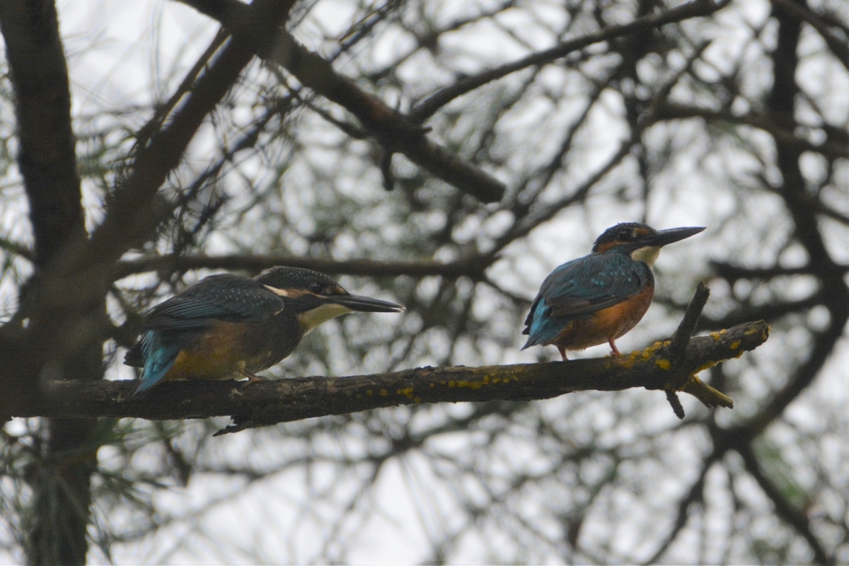 二羽の小鳥 小鳥二羽 by チバトム （ID：12208653） - 写真共有サイト:PHOTOHITO