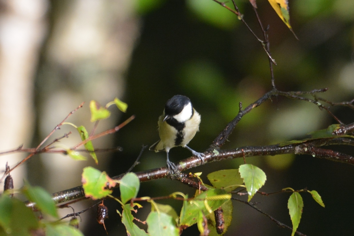 木彫りの鳥シジュウカラの着枝直前