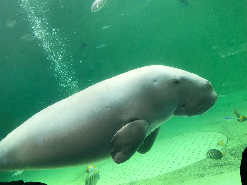 f:id:suzuyutaro:20190901212202j:image f:id:suzuyutaro:20190901212202j:image