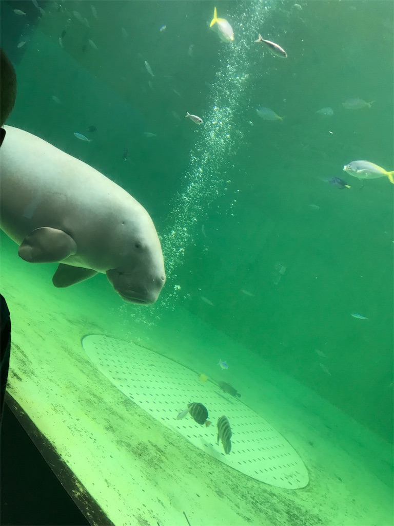 f:id:suzuyutaro:20190901212248j:image f:id:suzuyutaro:20190901212248j:image