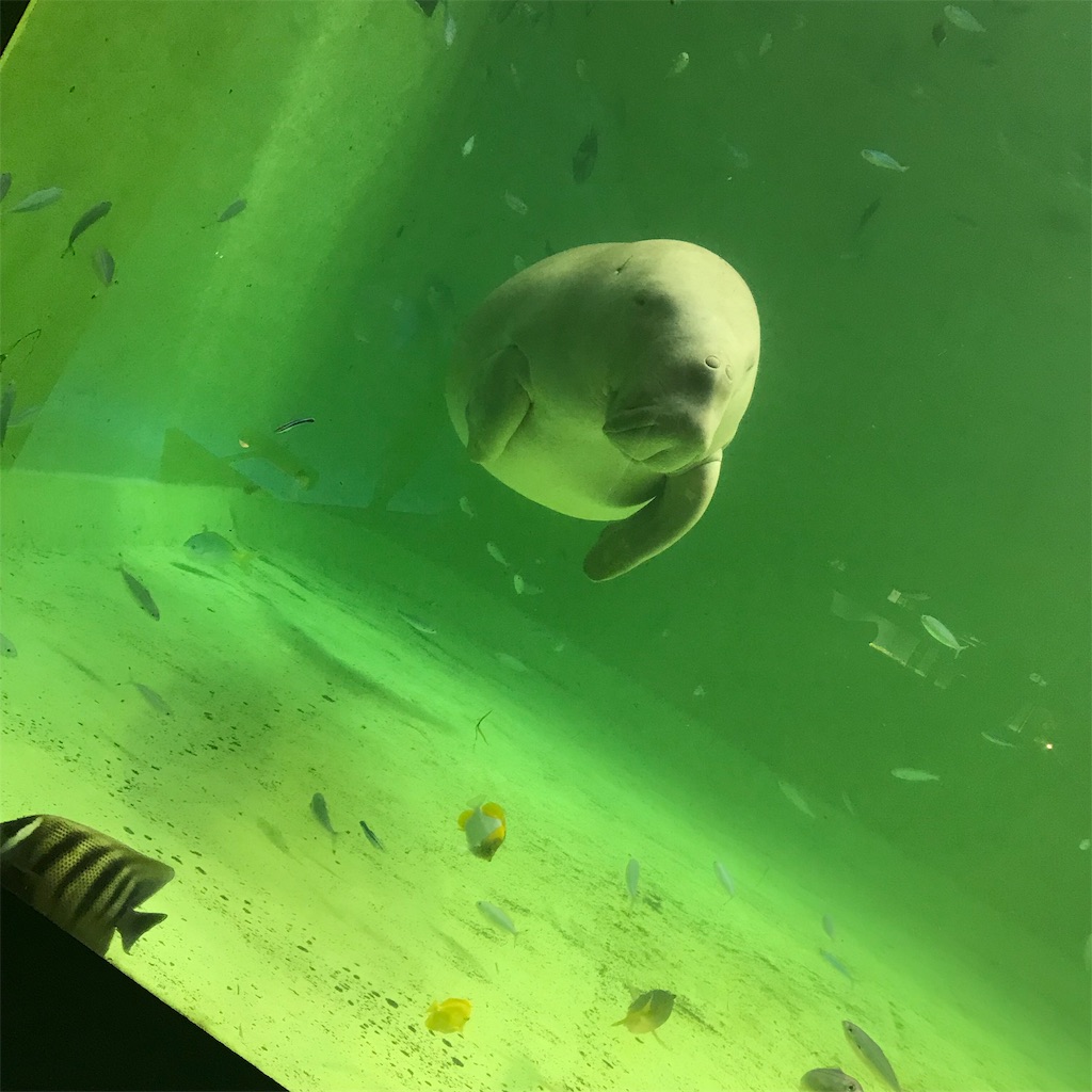 f:id:suzuyutaro:20190901212532j:image f:id:suzuyutaro:20190901212532j:image