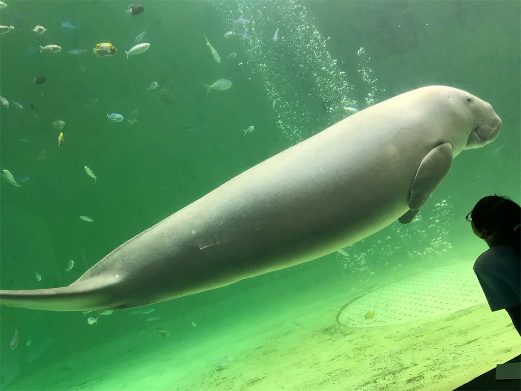 f:id:suzuyutaro:20190901212551j:image f:id:suzuyutaro:20190901212551j:image