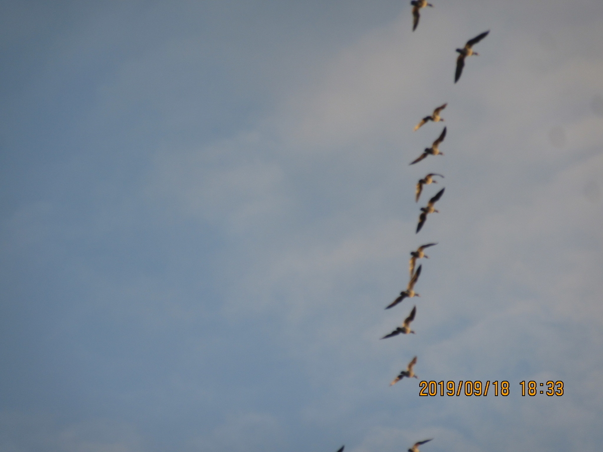 f:id:sveski:20190919194504j:plain f:id:sveski:20190919194504j:plain