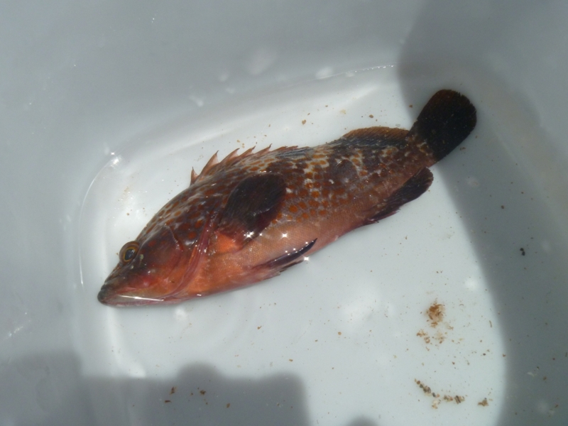 f:id:swallow04:20120806194810j:image:w640