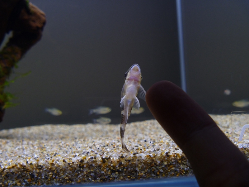 f:id:swallow04:20120820183520j:image:w640