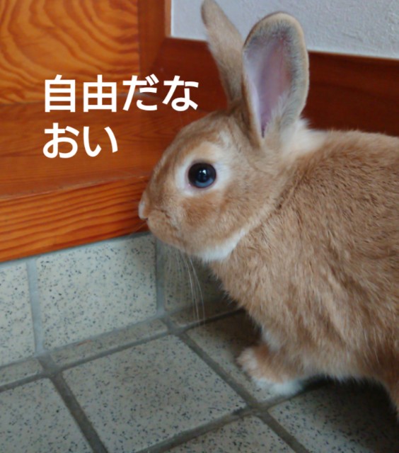 f:id:sweet527:20200526213843j:image f:id:sweet527:20200526213843j:image