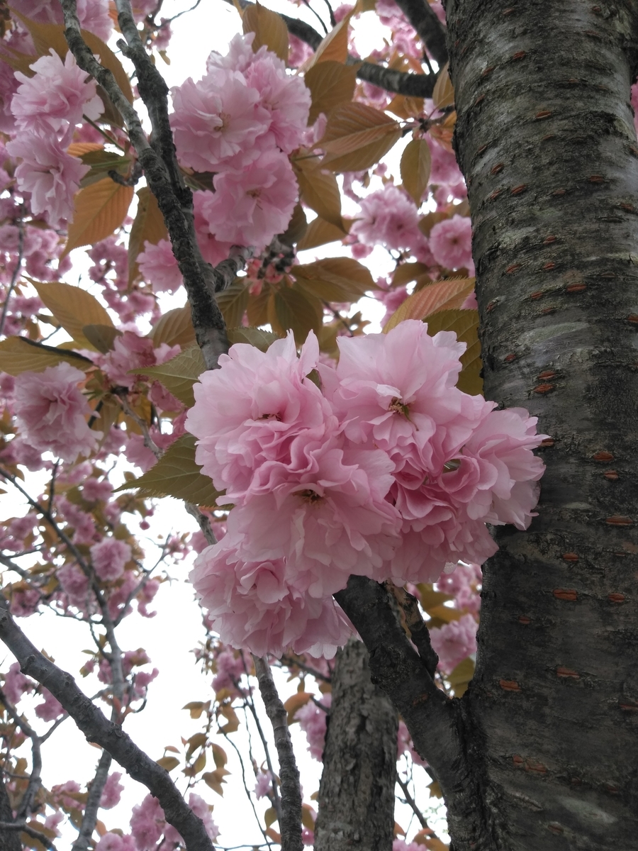 f:id:sweetcottoncandy1978:20190430093526j:plain