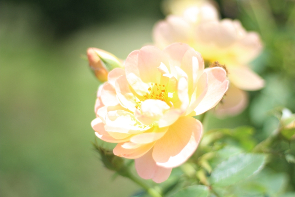 f:id:sweeteatime:20160809203635j:plain