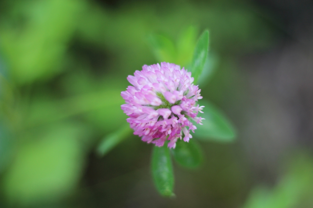 f:id:sweeteatime:20160809211538j:plain