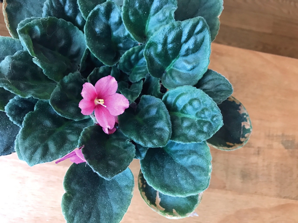 f:id:sweeteatime:20161101202844j:plain f:id:sweeteatime:20161101202844j:plain