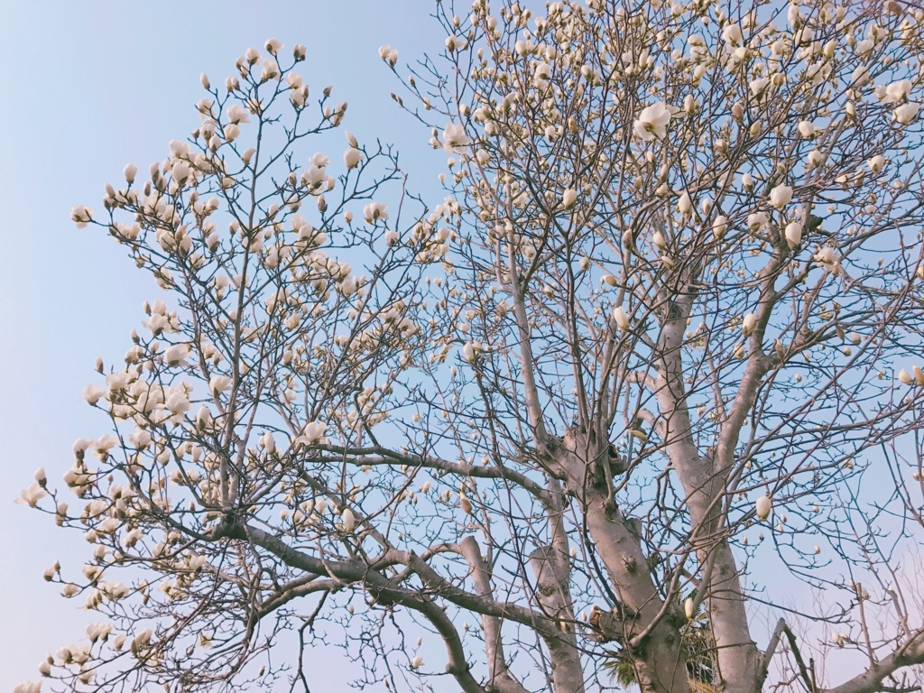 f:id:sweeteatime:20170319214848j:plain