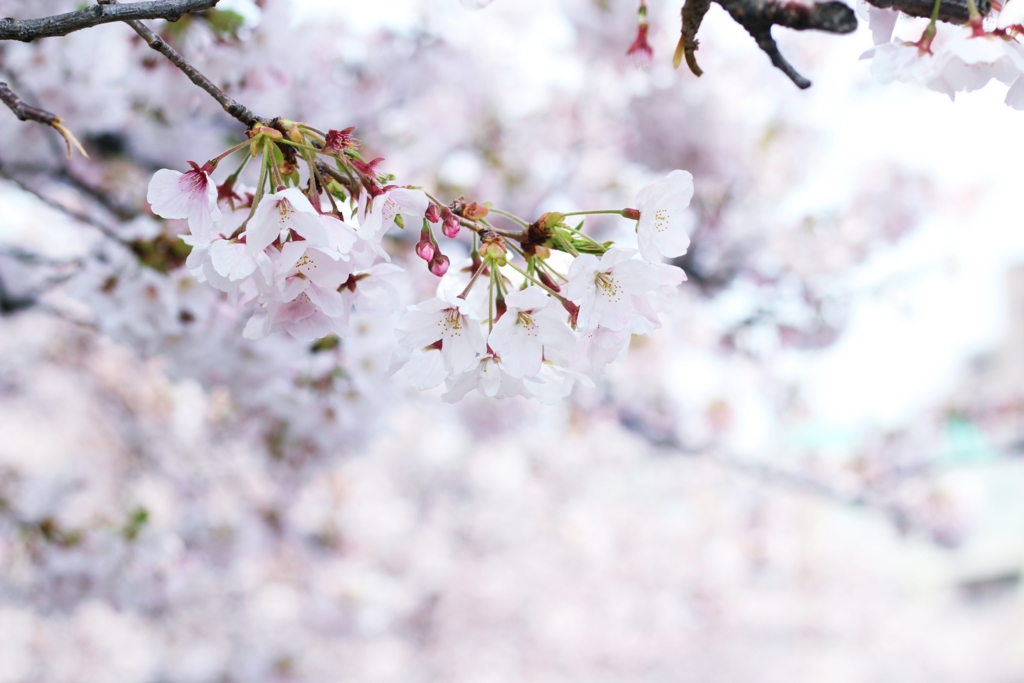 f:id:sweeteatime:20170406201021j:plain f:id:sweeteatime:20170406201021j:plain