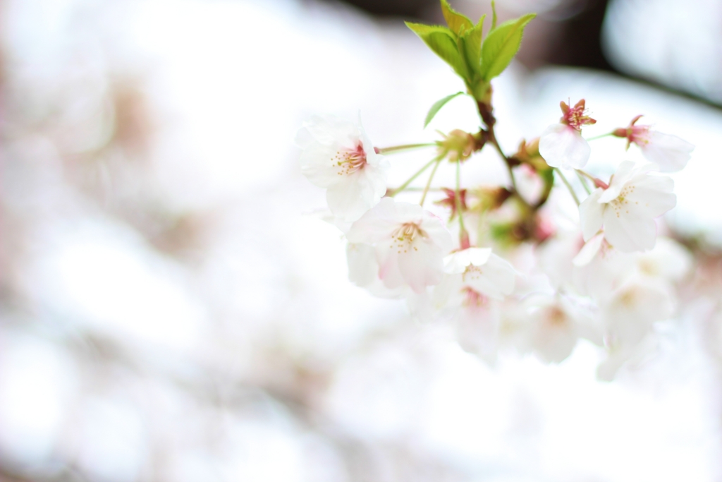f:id:sweeteatime:20170406201549j:plain f:id:sweeteatime:20170406201549j:plain